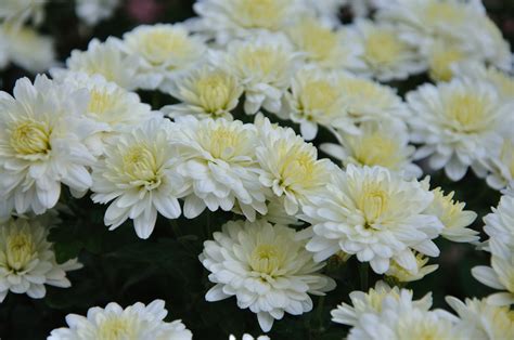 Roses, tulips, lilies, daisies, irises, orchids, poms White Chrysanthemum | Chrysanthemums, often called mums or ...