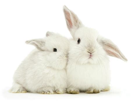 White Love Bunnies Photograph By Warren Photographic Pixels