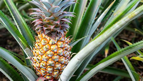 Ananaspflanze Pflege Tipps Und Tricks Für Gesunde Und Glückliche