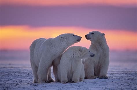 How Many Polar Bears Are There