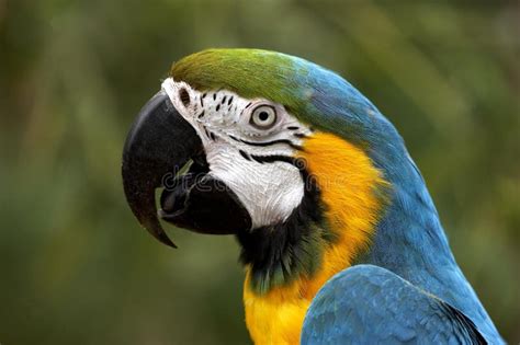 Portrait Of Blue And Yellow Macaw Ara Ararauna Stock Photo Image Of