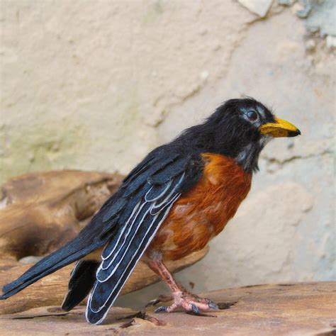 Needle Felted Bird American Robin Life Size Soft Sculpture Made To