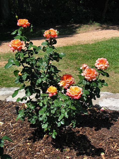 Glowing Peace ﻿is One Of The Featured Roses In The Peace Rose Garden At