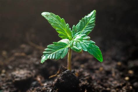 Etapas De Crecimiento De La Planta De Marihuana Cosechalibre