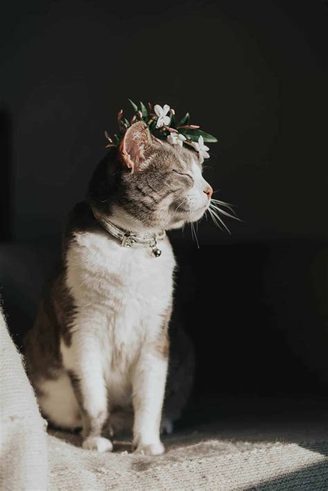 A Cat With A Flower Crown On Its Head Sitting In The Sun Looking Off