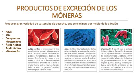 La Excreción En Móneras Web Itif Centrobiologia