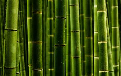 Bamboo Desktop Background Wallpapertag Related