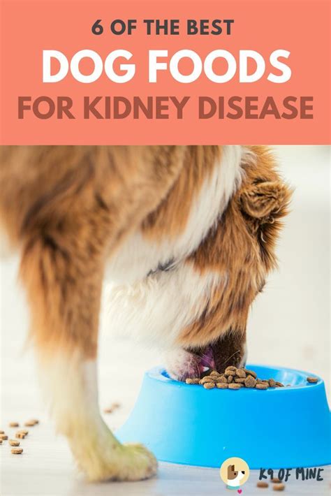 6 Best Dog Foods For Kidney Disease 2021 Reviews In 2021 Dog Food