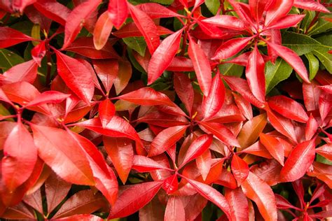 Pieris Japonica Care And Growing Tips Uk