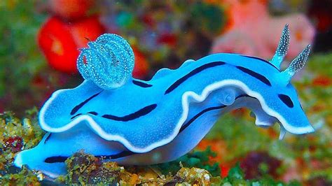 Top 10 Most Incredibly Colourful Creatures In The Ocean