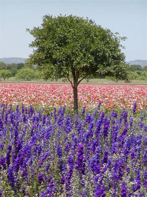 Approximately 80.5% of spotsylvania homes are owned, compared to 12.5% rented, while 7% are vacant. Fredericksburg, TX : Ladybird Johnson Wild Flower Center ...