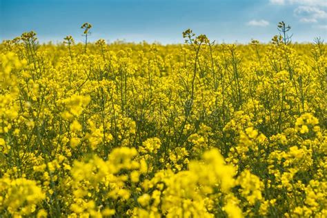 Flowering Of The Rapeseed Field Is Yellow Natural Landscape Background
