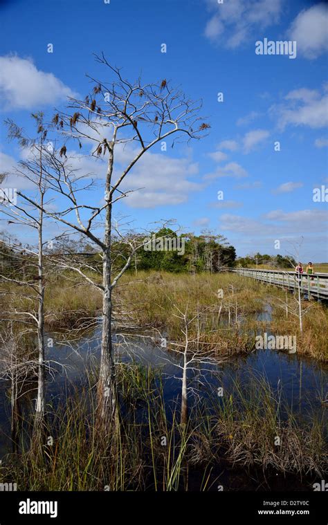 Bald Cypress Trees In Sawgrass Marsh The Everglades National Park