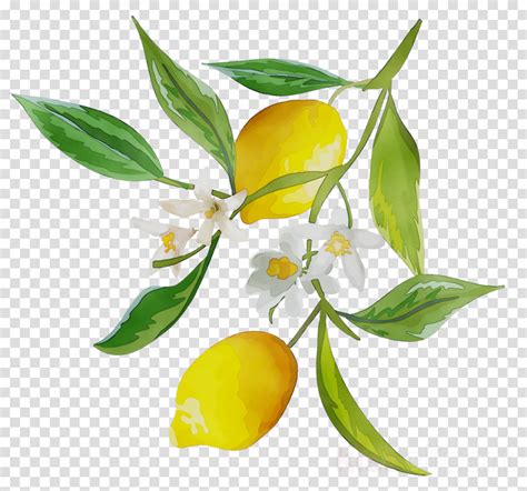 Green Lemon Png Lemon Transparent Png Image Lemon