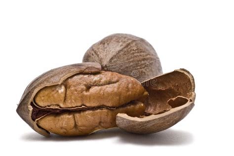 An Opened Nut And A Whole One Stock Image Image Of Branch