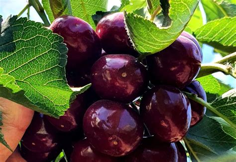Santina Cherry Variety Tsesmelis Fruit And Nut Nursery