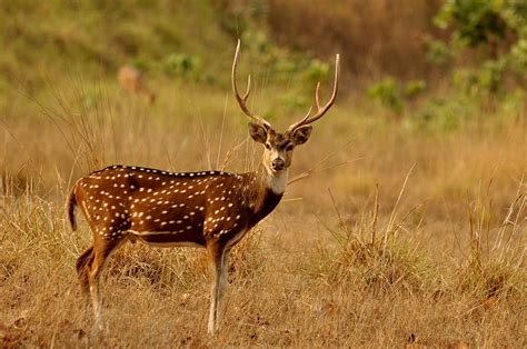 Top 5 Wildlife Sanctuaries In India Thomas Cook India Travel Blog