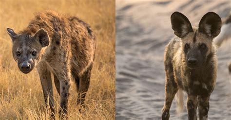 Hyena Vs Wild Dog How Different Are They Really Rhino Africa Blog