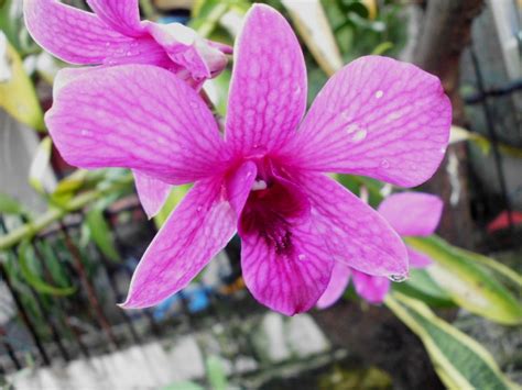 10 Foto Bunga Anggrek Dari Berbagai Daerah Di Indonesia