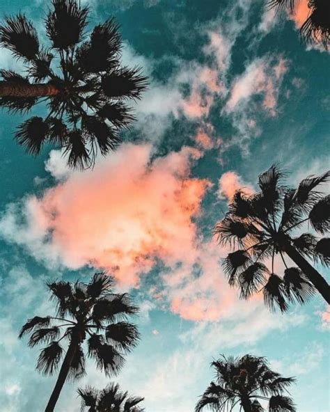 Palm trees purple sunset by fred bahurlet (wamdesign) | mipic. Aesthetic Palm Tree Wallpapers - Top Free Aesthetic Palm ...
