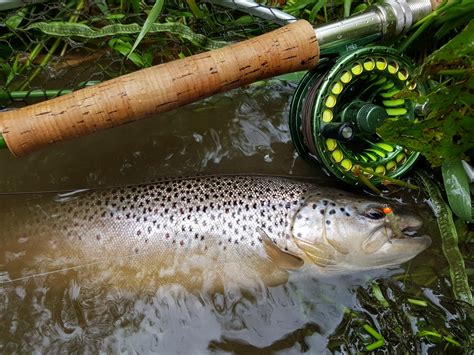 Home Fly Fishing In Poland