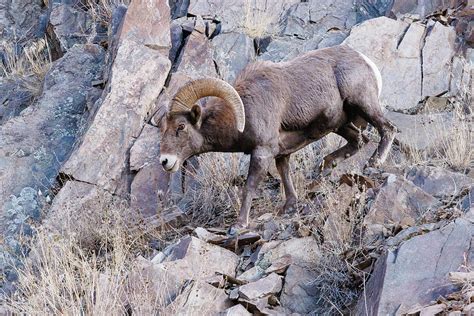 Bighorn Ram Descends A Cliff Photograph By Tony Hake