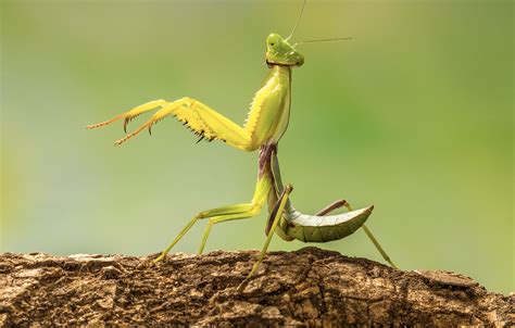 Researchers Observed Mantis Sexual Deathmatches For Science Bgr