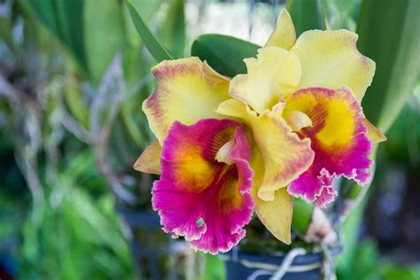 cattleya orchid plant care and growing guide