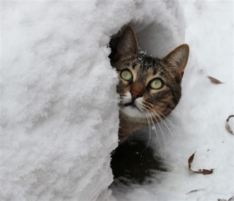 Von alten fernsehern und familienaktivitäten: Snow pussies: Schools make tough calls with the twitch of ...