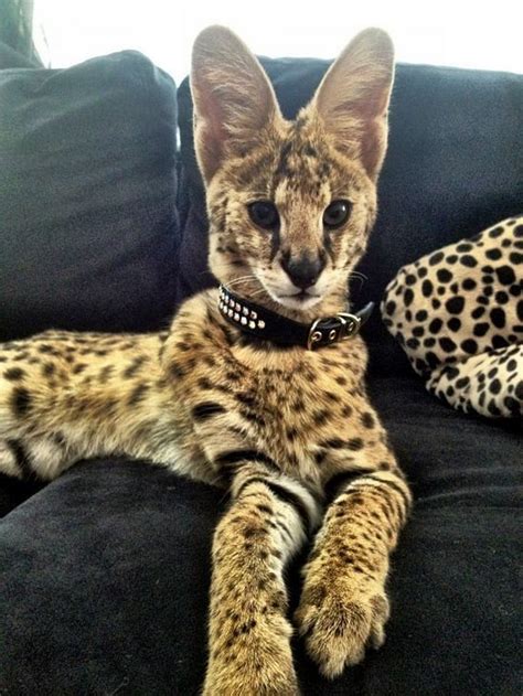 15 Things You Need To Know If You Want To Own A Serval Cat 14 Might