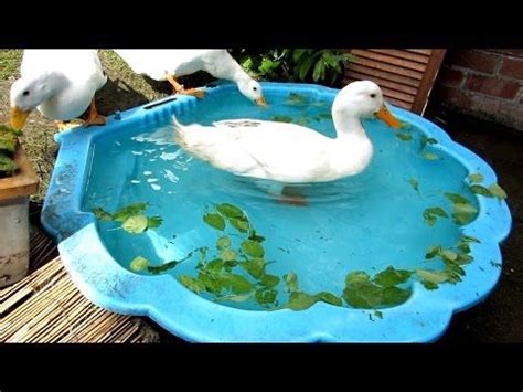 How do i keep my pond plants healthy? Pin on Dogs, ducks, & chicks