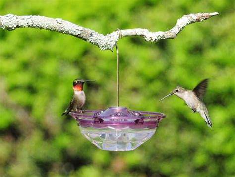 Let the mixture cool completely, then place in your hummingbird feeder and hang outdoors for your birds. Homemade Hummingbird Nectar Recipe - Really Cool Garden Blog