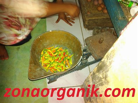 Mering menyulap halaman depan dan samping rumah menjadi perkebunan aquaponic skala kecil. MENANAM SAYURAN DI HALAMAN | PORTAL PAHANGKU