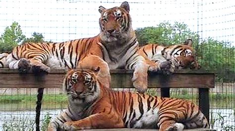 Tigers Reunite Texas Tiger Tribute YouTube