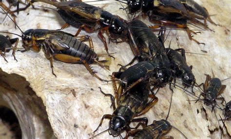 North Texas Under Invasion By Massive Swarm Of Crickets