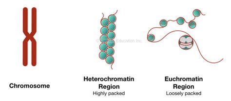 inside chromatin definition structure and function genetic education