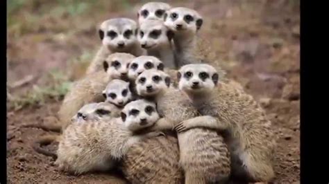 25 Cute Pictures Of Animals Hugging Youtube