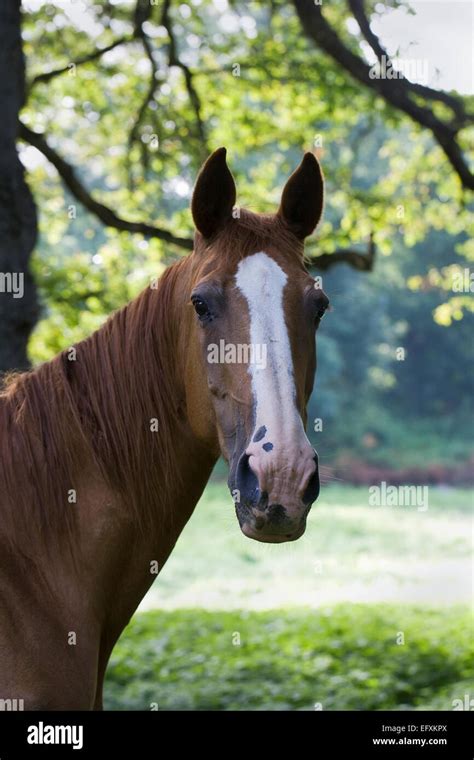 Thoroughbred Horse Head Hi Res Stock Photography And Images Alamy