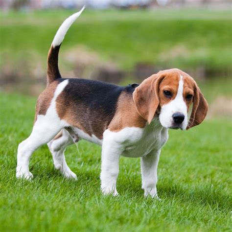 The Most Popular Dog Breeds In The Us Beagle Puppy Beagle Dog