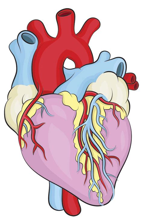 Simple Human Heart Drawings
