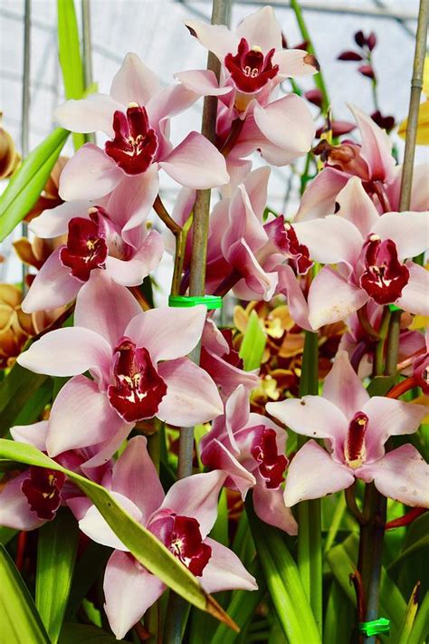Pink Cymbidium Orchids Ii Photograph By Bnte Creations Fine Art America