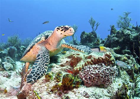 Hawksbill Turtle Feeding On Sponge Photograph By Karen Doody