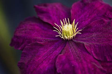Maybe you would like to learn more about one of these? Clematis Rouge Cardinal (con imágenes)