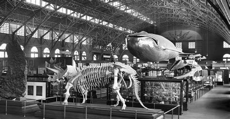 The 1904 St. Louis World's Fair: Photos - The Atlantic