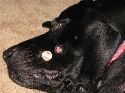 Mast Cell Tumor Dog Black