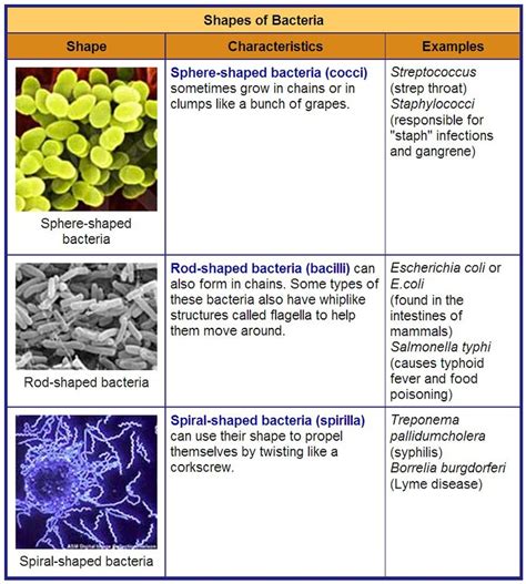 Unicellular organisms - Rumney Marsh Academy Science Revere, Massachusetts