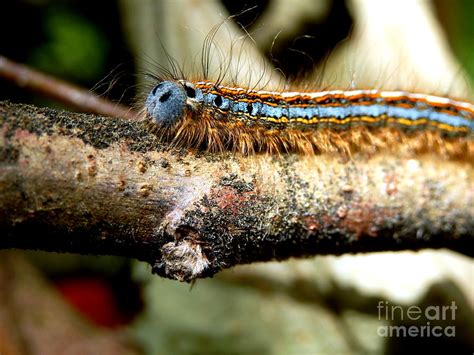 Lackey Moth Caterpillar Photograph By Stephen Farhall Fine Art America