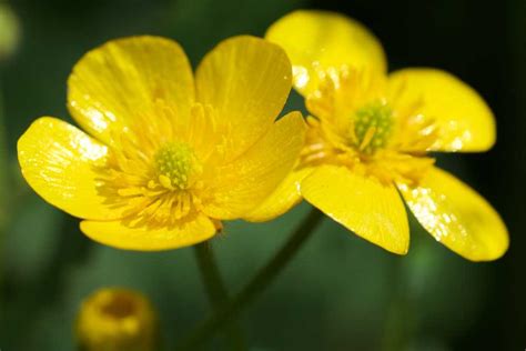 Guide To Growing Buttercup Flowers Truly Experiences