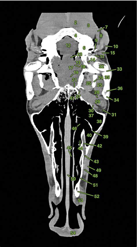 4 Clinical And Surgical Anatomy Of The Equine Head Dorsal Sections