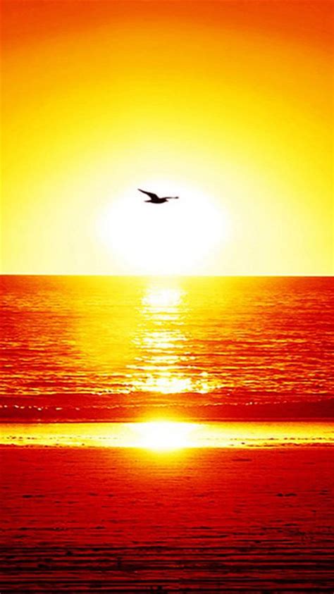 Nature Splendid Sunset Seagull Over Sea Iphone 8 Wallpapers Free Download